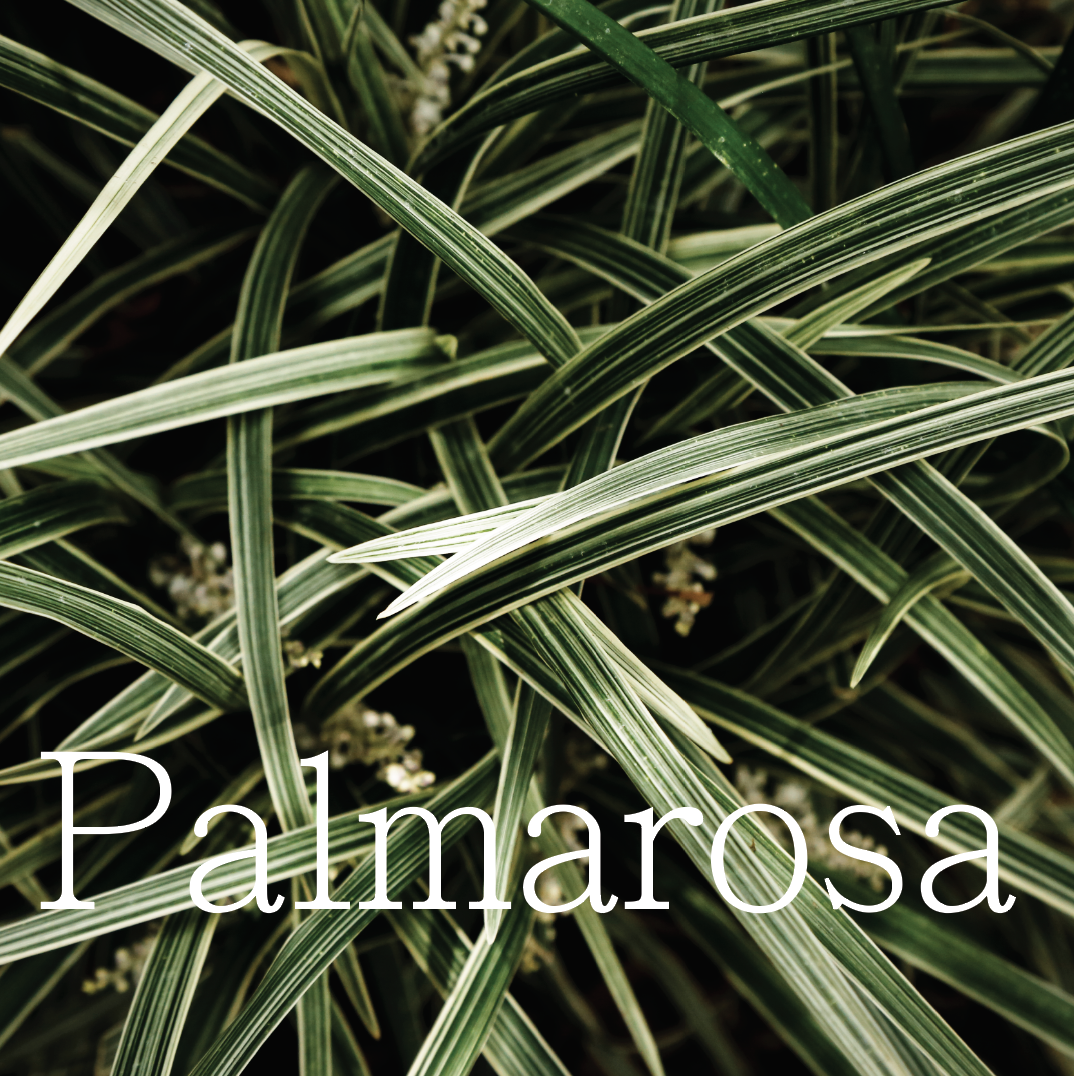 PALMAROSA