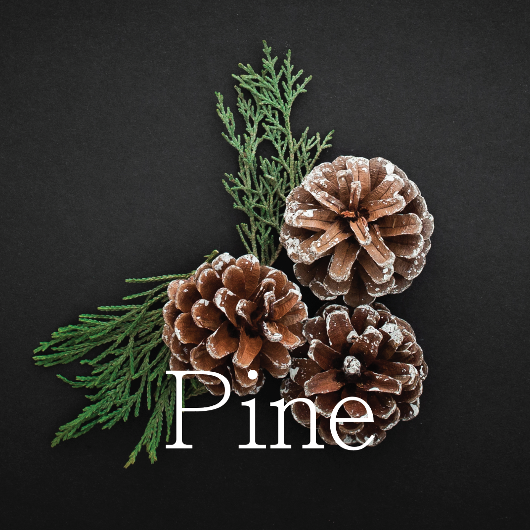PINE APPLE