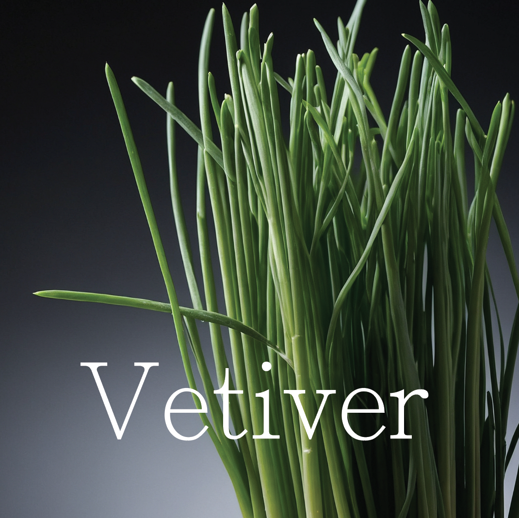 VETIVER