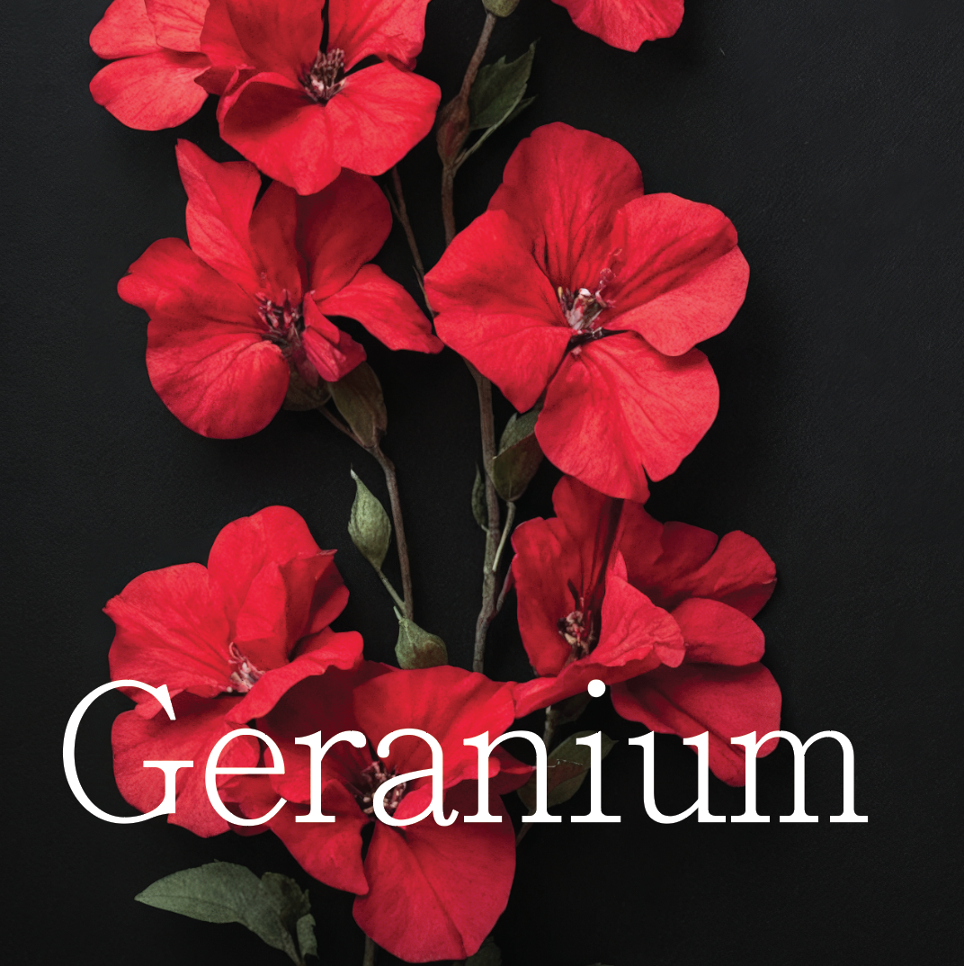 Geranium